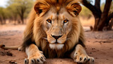 lion up close