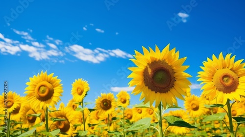 Vibrant field of sunflowers against a clear blue sky