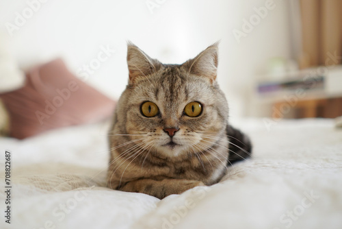 Wallpaper Mural Portrait of a beautiful cat. Cute Cat Portrait. Happy Pet. Gray Scottish Straight cat sleeping.Home scene Torontodigital.ca