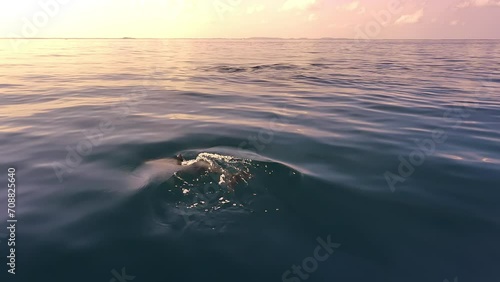 Serene and tranquil wild ocean nature. Dolphins swim in Sri Lanka sea photo