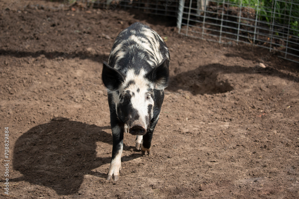 Black and white speckled pig walking through the barnyard towards the camera. Black and white speckled pig walking through the barnyard towards the camera.
