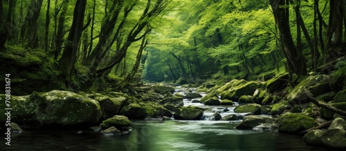 Green forest stream. © AkuAku