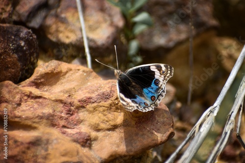 photo of a blue pansy butterfly.