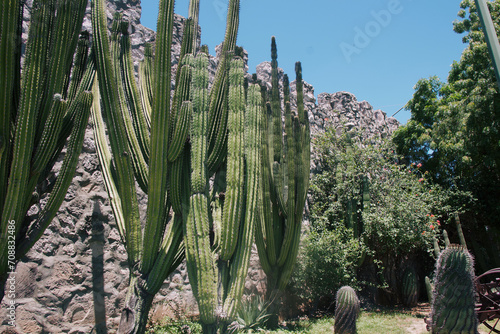 Towering cacti dominate a garden against a rocky backdrop, showcasing the stark beauty of desert flora under a blue sky.