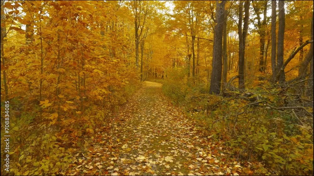Hiking through the woods in the middle of autumn. Hiking through the woods in the middle of autumn.
