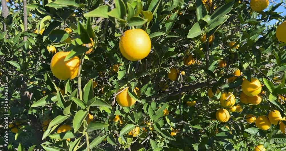 Pan shot of fresh orange fruits hanging from tree, windy day. Citrus agriculture, import-export trade, nature and food background in 4k resolution. Pan shot of fresh orange fruits hanging from tree, windy day. Citrus agriculture, import-export trade, nature and food background in 4k resolution.