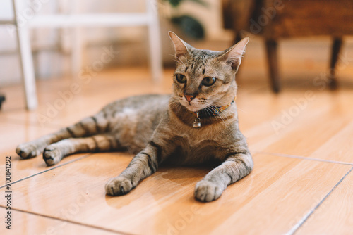 Cute cat relaxing on floor at modern living room