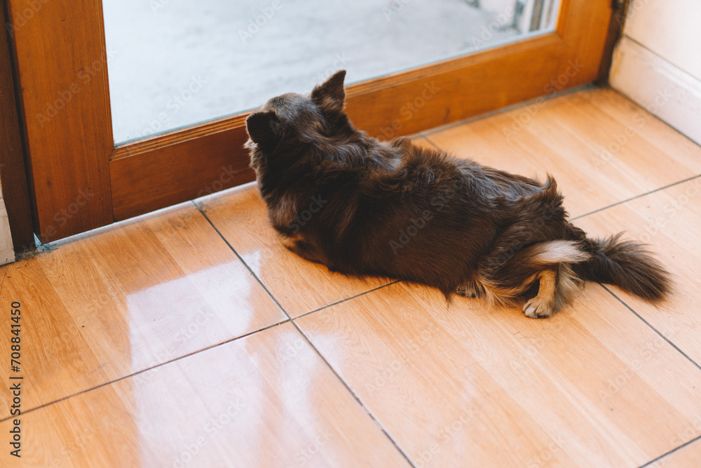 Cute dog relaxing on floor at modern living room