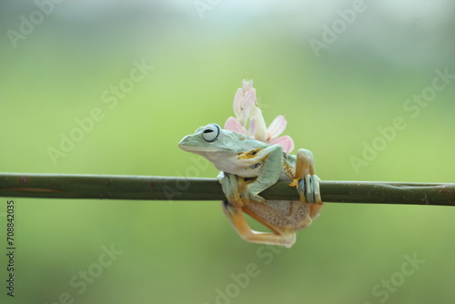 a frog, an orchid mantis, a cute frog and an orchid mantis on its back  © ridho