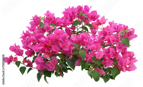 Pink Bougainvillea flower isolated on transparent background