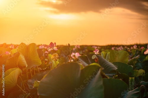 Sunrise in the field of lotuses, Pink lotus Nelumbo nucifera swa photo