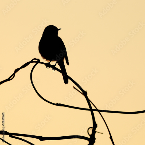 silhouette of a bird on a branch, Daurian redstart