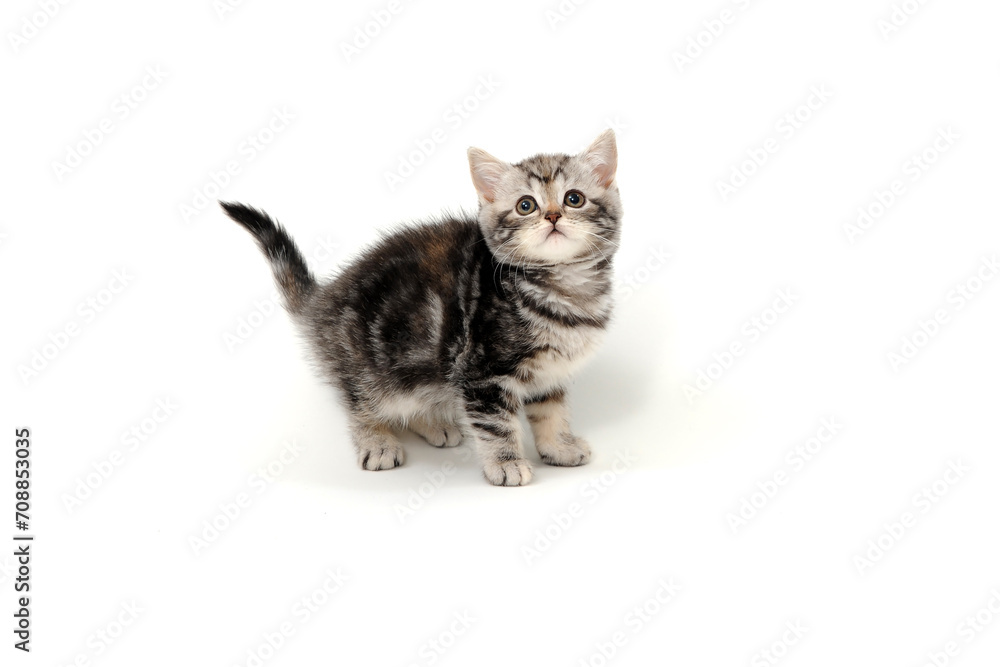 Fluffy purebred gray kitten on a white isolated background Fluffy purebred gray kitten on a white isolated background