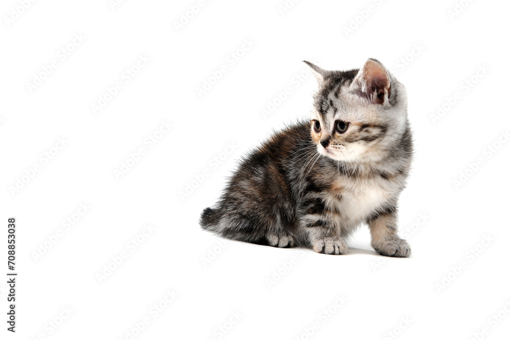 Fototapeta premium Fluffy purebred gray kitten on a white isolated background