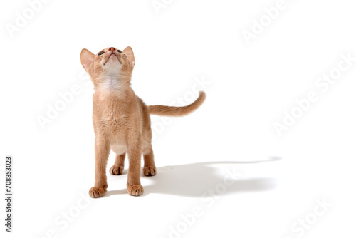 ginger purebred kitten sits on an isolated white background