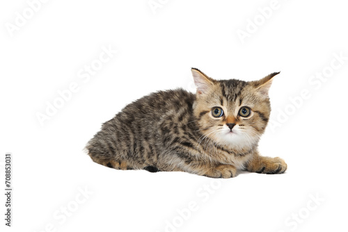 Fluffy purebred gray kitten on a white isolated background