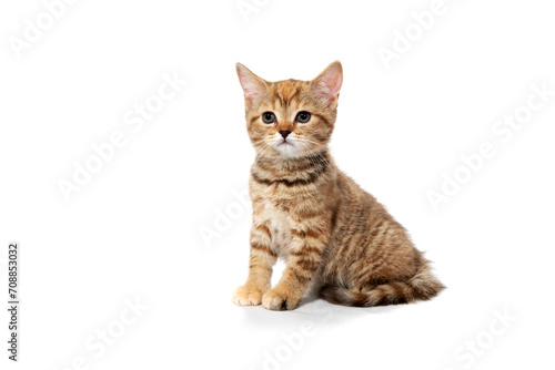 ginger purebred kitten sits on an isolated white background