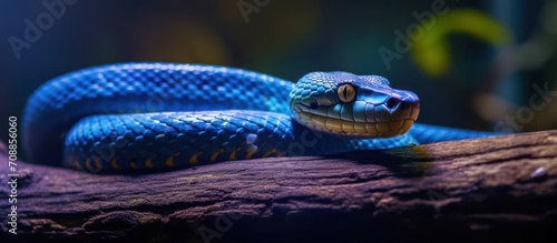 blue snake above