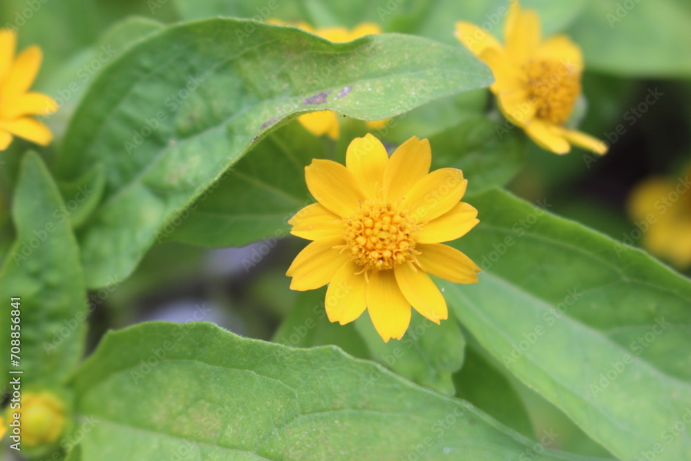 yellow flower in the garden yellow flower in the garden