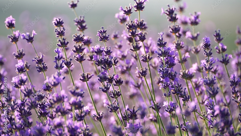 Naklejka premium Blooming lavender field. Beautiful purple flowers. Regional organic cultivation.