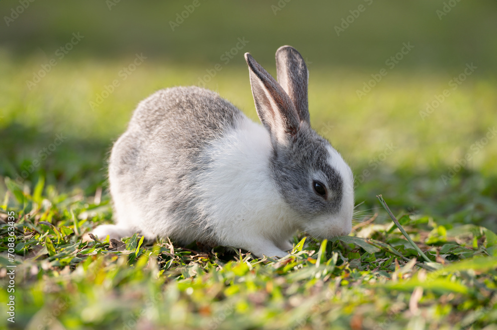 Fototapeta premium White and grey rabbit is eating grass.Selective focus.Rabbit is on nature background.