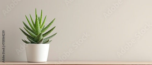 Green aloe vera in pot on chest of drawers indoors photo