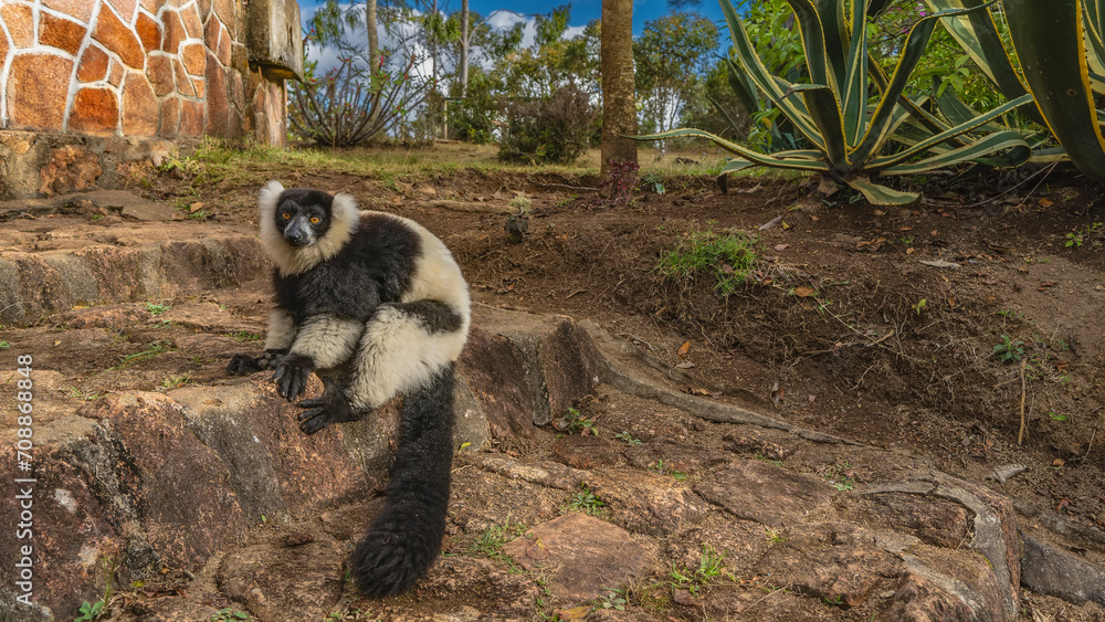 Obraz premium Charming lemur vari Varecia variegata is sitting on the stone steps, looking at the camera. Fluffy black and white fur, long tail, bright orange eyes, long toes.Madagascar. Nosy Soa Park.