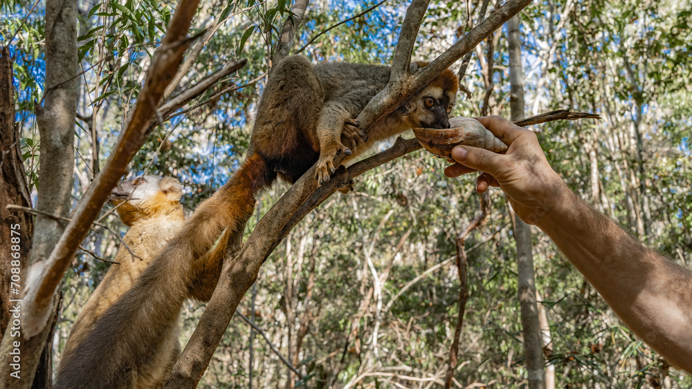 Taking care of animals. A human hand extends seashell water to Common brown lemurs sitting on a tree. One animal drinks, the other waits. Fluffy fur, a long tail, eyes, and toes are visible.