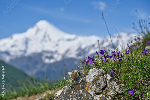 Wild purple bluebell flowers with a view of Mount Kazbek