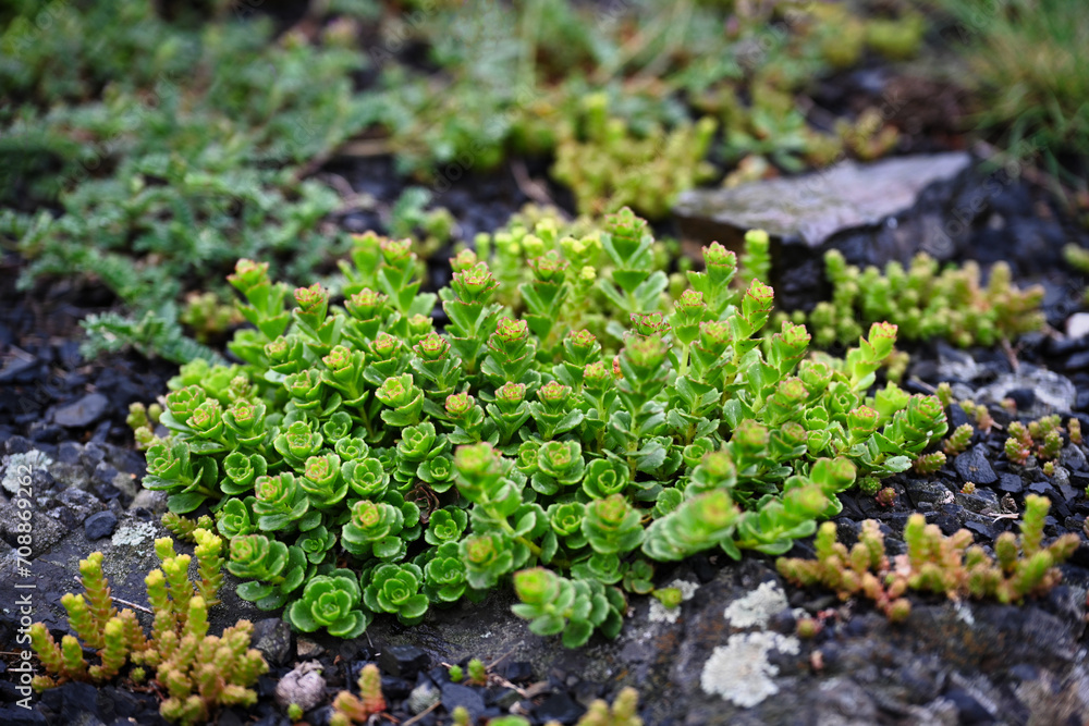 Group of green succulents on a mountain slope Group of green succulents on a mountain slope