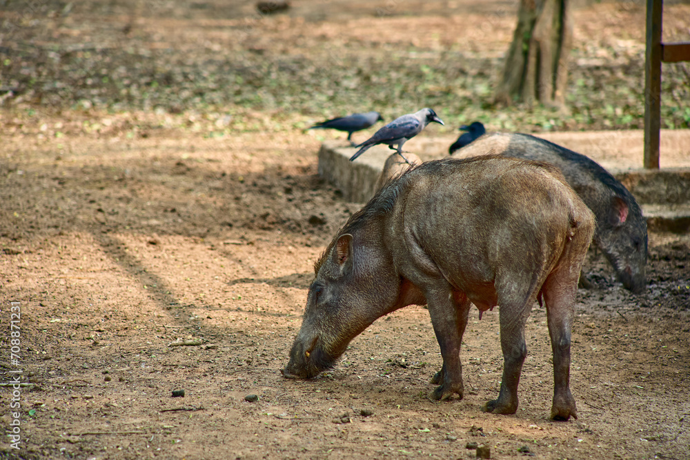 A female wild boar at forest Sus scrofa A female wild boar at forest Sus scrofa
