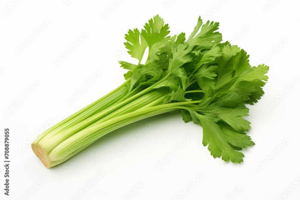green celery leaves isolated on a white background. a bunch of greenery. green celery leaves isolated on a white background. a bunch of greenery.