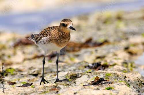 Pacific golden plover // Pazifischer Goldregenpfeifer, Sibirischer Goldregenpfeifer (Pluvialis fulva)