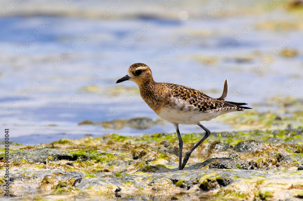 Pazifischer Goldregenpfeifer, Sibirischer Goldregenpfeifer // Pacific golden plover (Pluvialis fulva) - Neukaledonien Pazifischer Goldregenpfeifer, Sibirischer Goldregenpfeifer // Pacific golden plover (Pluvialis fulva) - Neukaledonien