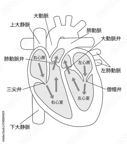 心臓の断面図と血流のイラスト１白黒