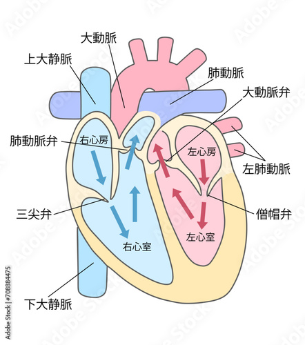心臓の断面図と血流のイラスト１カラー