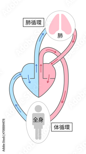 体循環と肺循環のイラスト１カラー