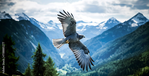 Foto eagle in the sky, Photograph of a blue-gray hawk soaring over a mountain valley