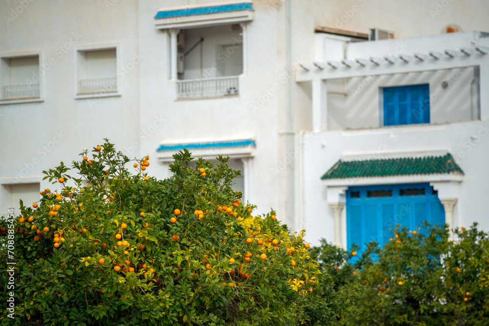 Orangers dans la ville de Carthage en Tunisie