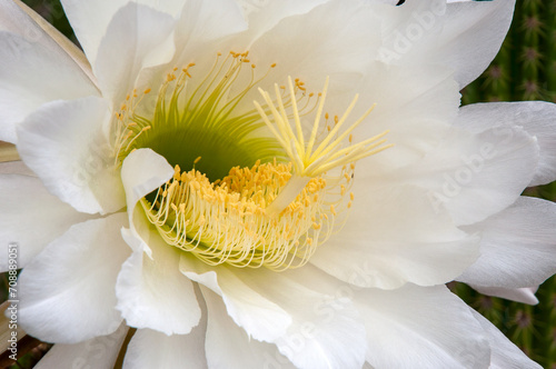 Sydney Australia, close-up of large white flower of a soehrensia spachiana or white torch cactus photo