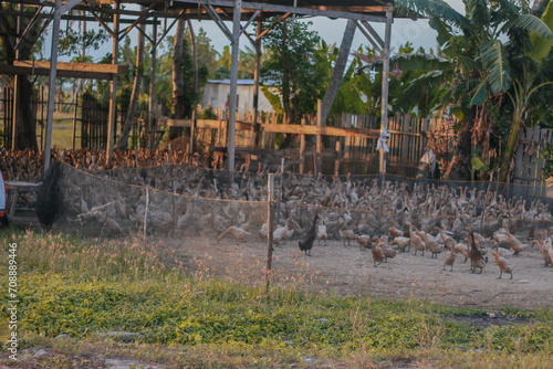 Pinrang, South Sulawesi Indonesia.
A duck farm under a private house.
September 28 2014 photo