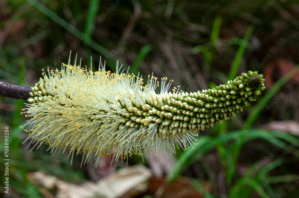 Sydney Australia, flowering native xanthorrhoea macronema or bottlebrush grass tree Sydney Australia, flowering native xanthorrhoea macronema or bottlebrush grass tree