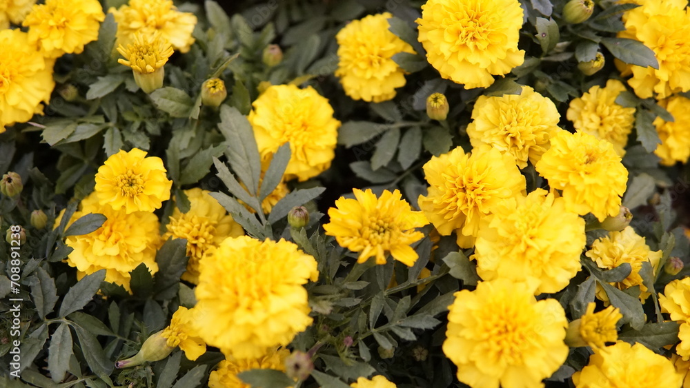 yellow marigold yellow marigold