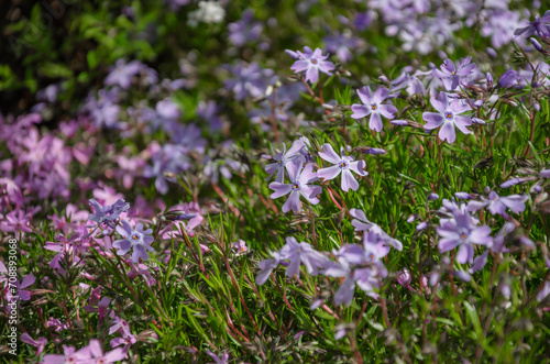 Phlox awl grows in the garden, beautiful flowers for garden design