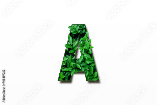 Leaf font A isolated on white background. Leafs font A made of Real alive leaves with Previous paper cut shape of font. Green climate concept.