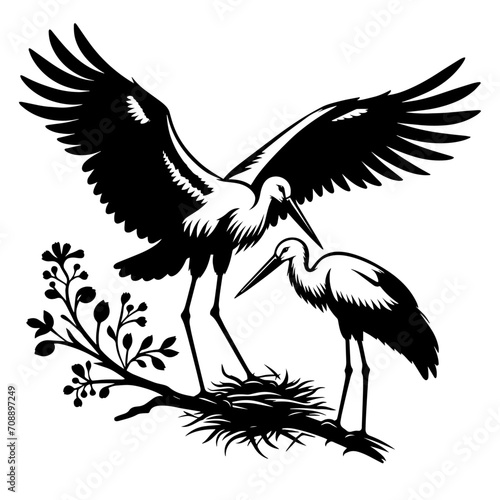 black and white stork birds