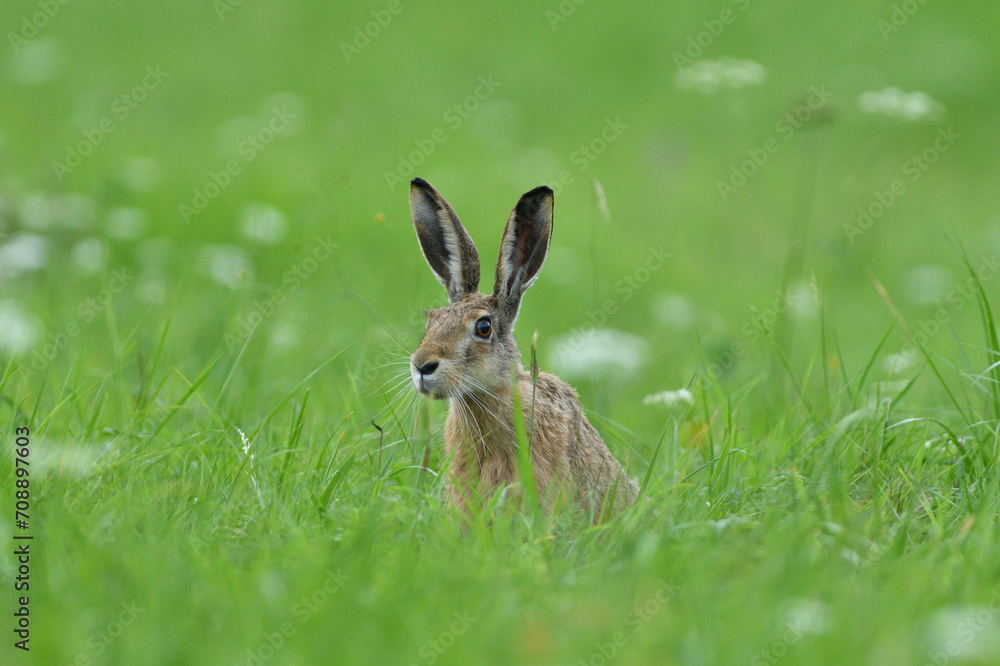 Long ears of wild brown hare lurking from the grass