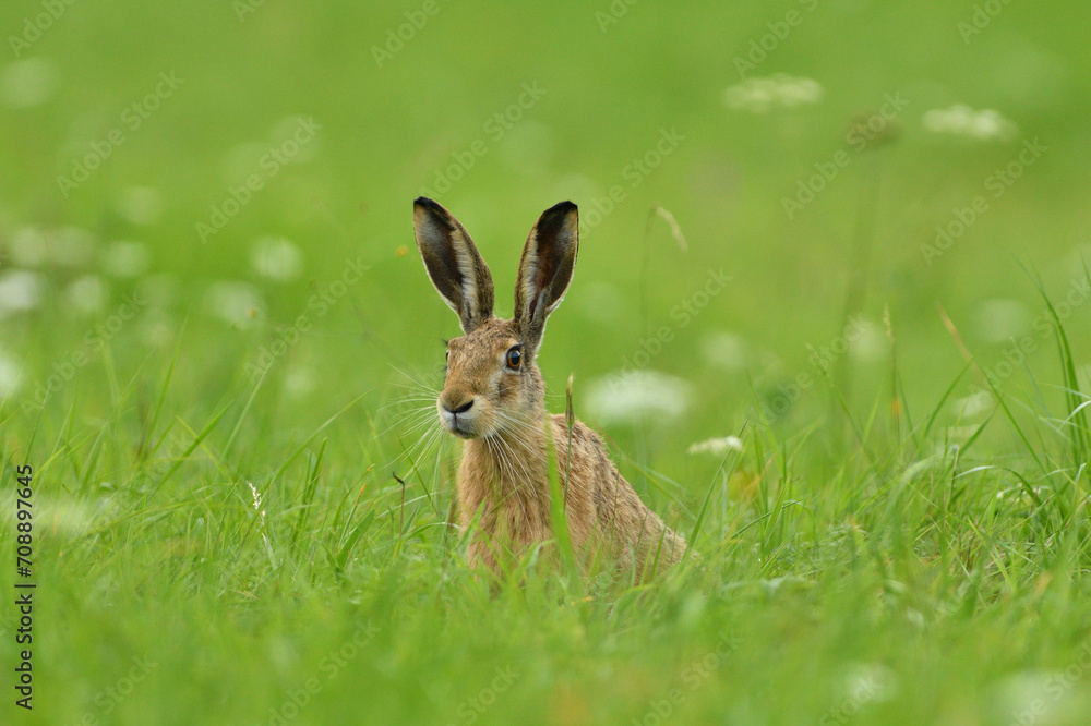 Naklejka premium Long ears of wild brown hare lurking from the grass