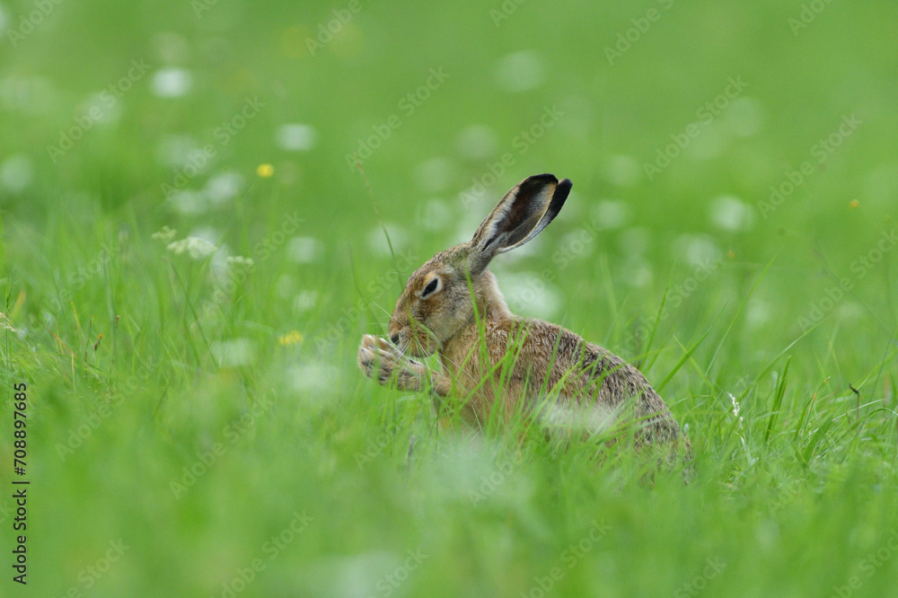 Brown hare eating spring green grass on the meadow