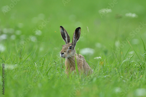 Long ears of wild brown hare lurking from the grass